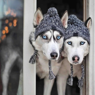 Winter Dog Hats